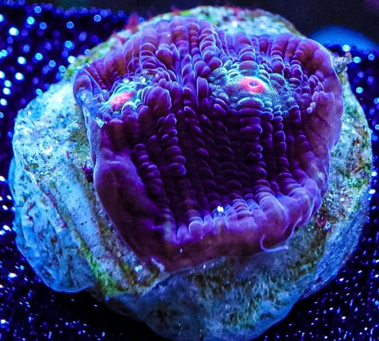 Terminator Chalice marine coral frag