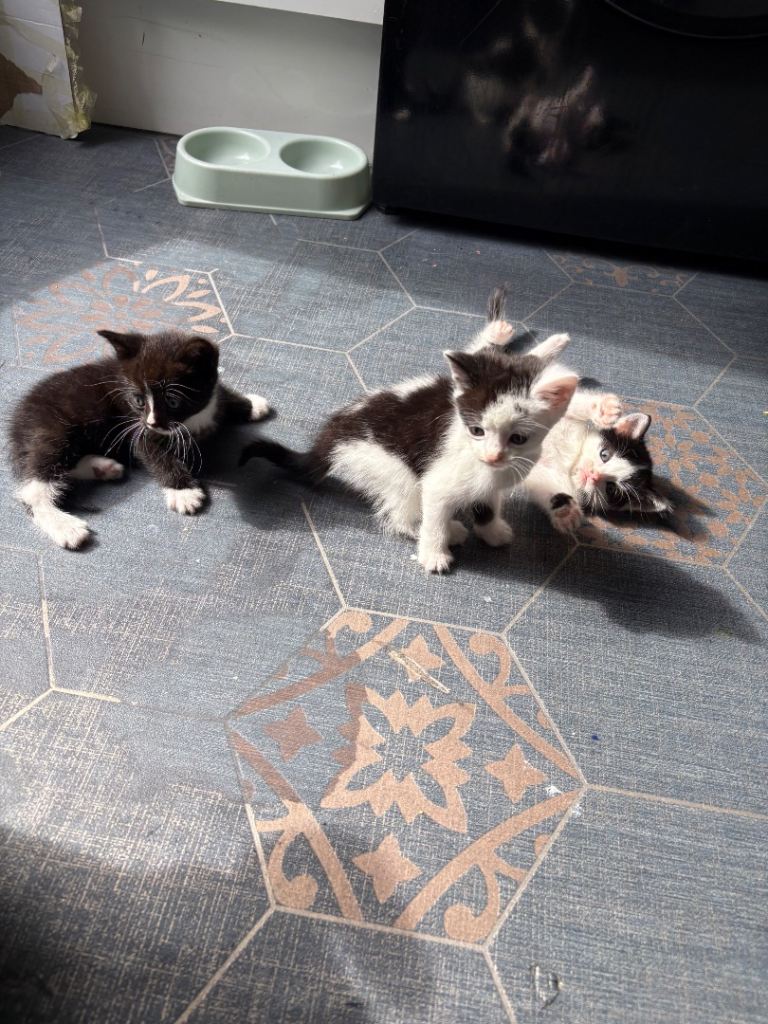 Three kittens looking for new homes