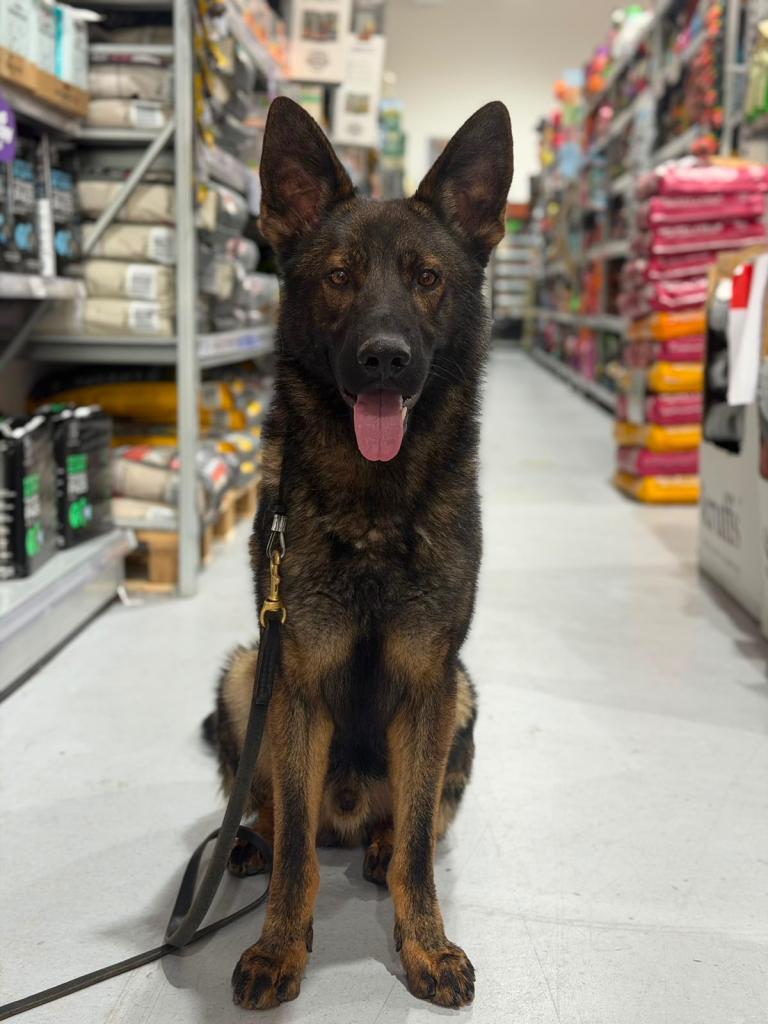 Stunning German shepherd 