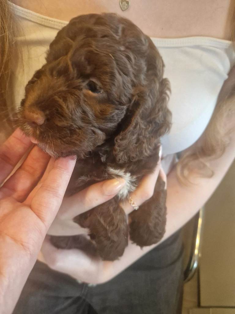 Cockapoo puppies 