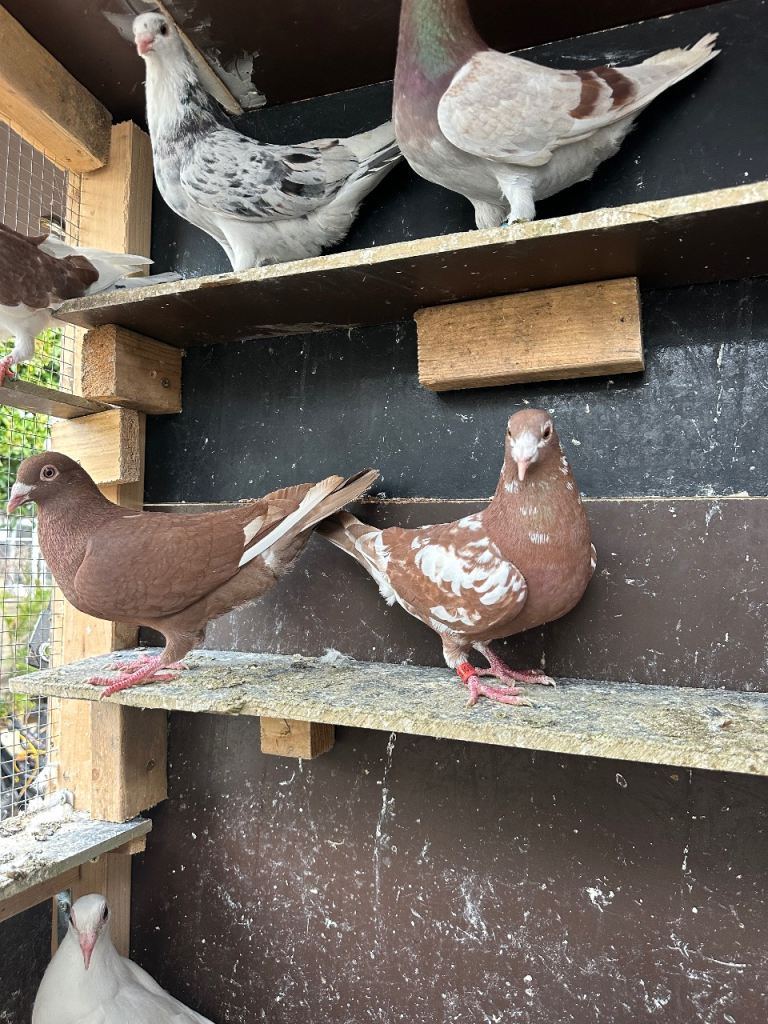 Mixed colors of racing pigeons & rollers pigeons 