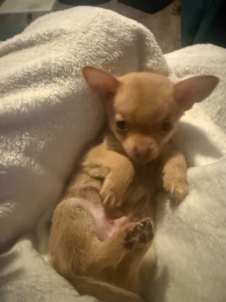 Chihuahua pup for sale 