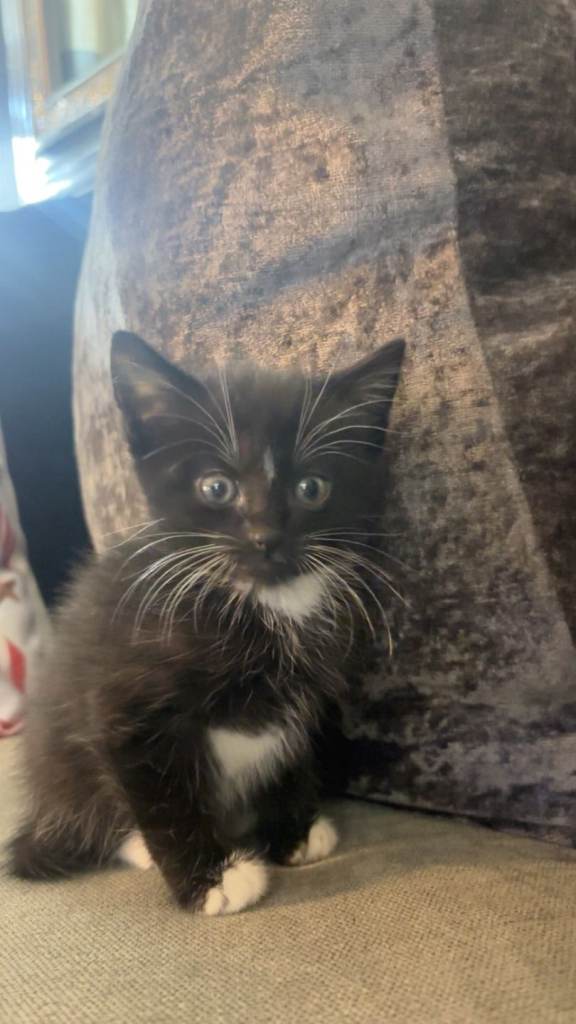 1 female kitten for sale