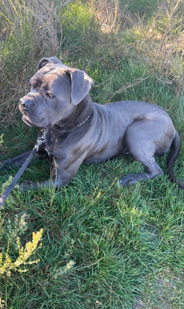 Beautiful 2 YEAR OLD CANE CORSO FOR SALE