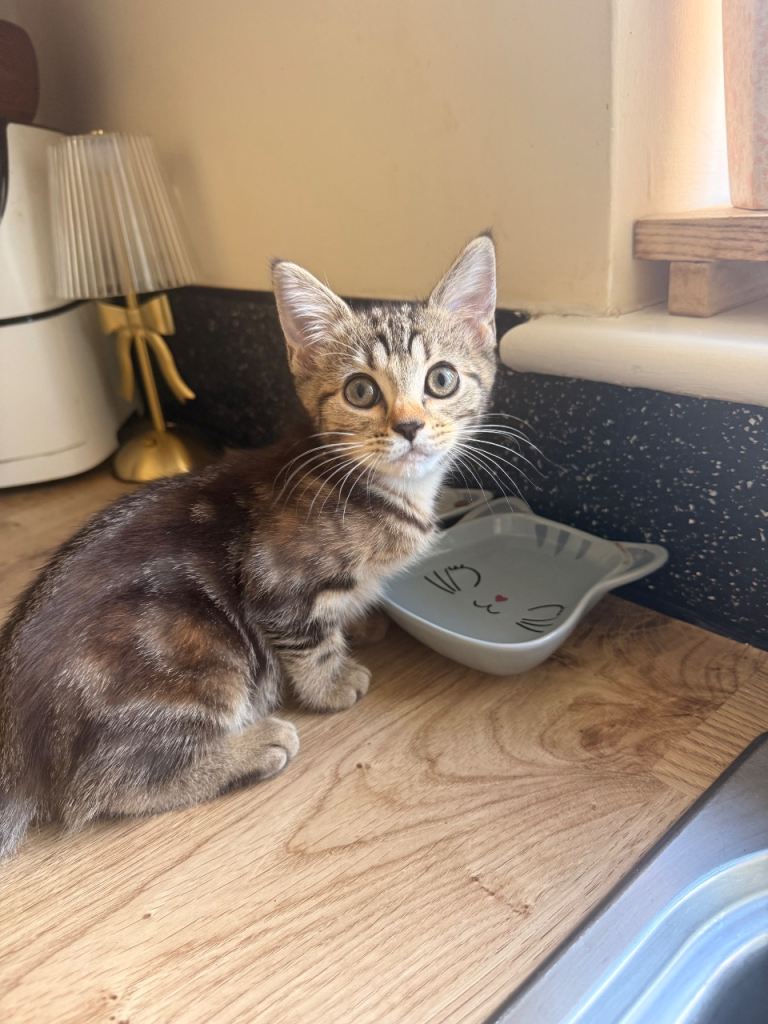 11 week tabby kitten 