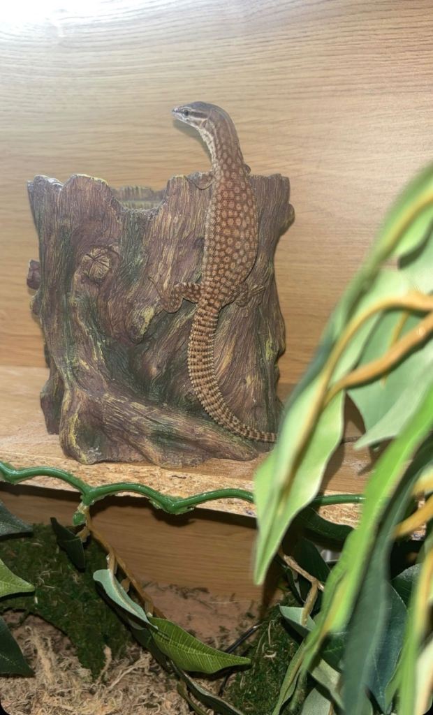 Red Ackie monitor
