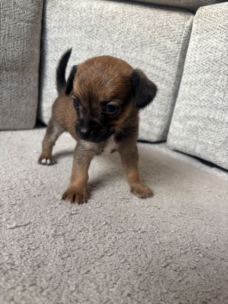 Jack Russell x chihuahua 