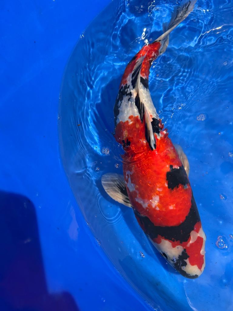 High Grade Japanese Koi
