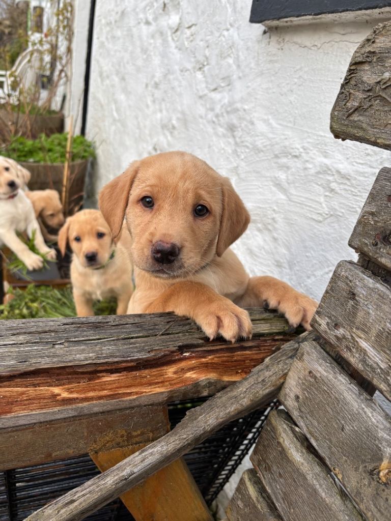 Beautiful KC registered Labrador puppies