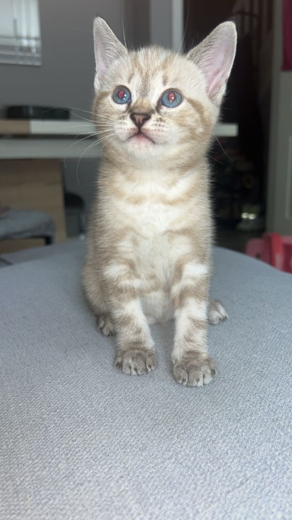Adorable Kittens Looking for Their Forever Homes