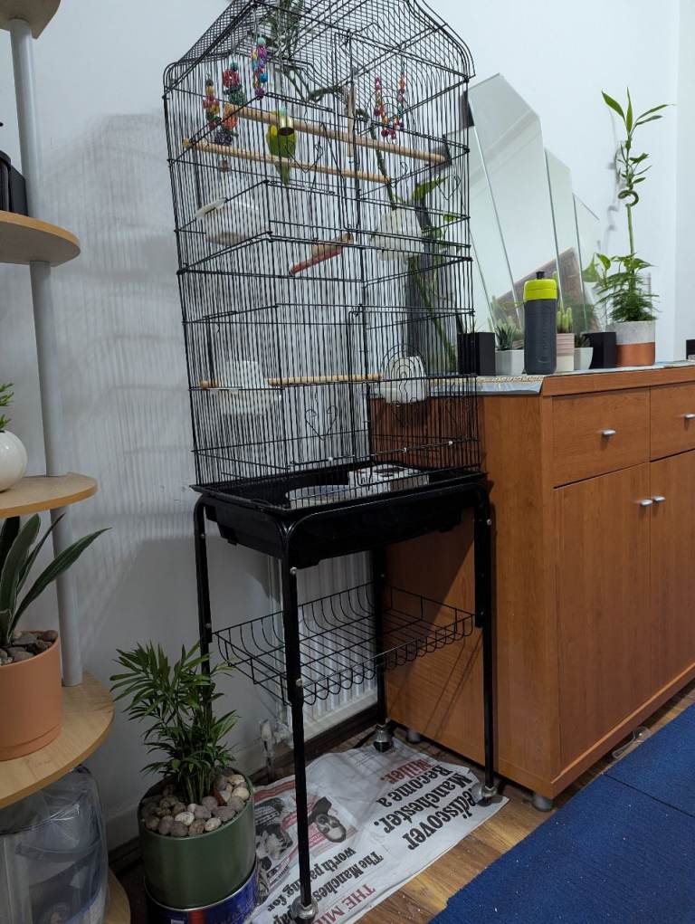 Nice color male budgie bird and long cage with wheels 