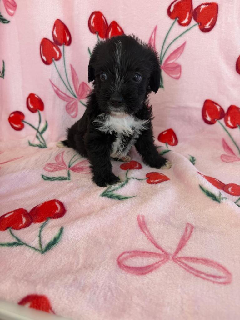 ADORABLE SHIH TZU × JACK RUSSELL PUPPIES — READY NEXT WEEK! 
