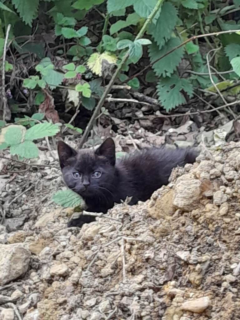 Kittens ready for loving homes