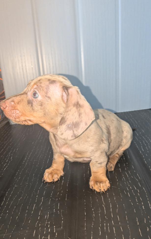 Miniature Dachshund puppies 3 left !!