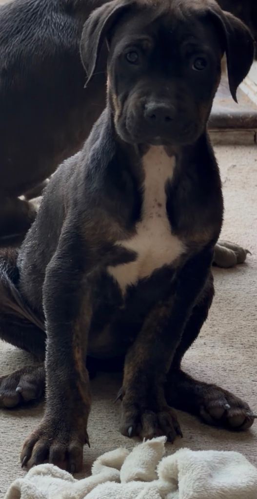 Mixed breed American bulldog x mastiff puppy 