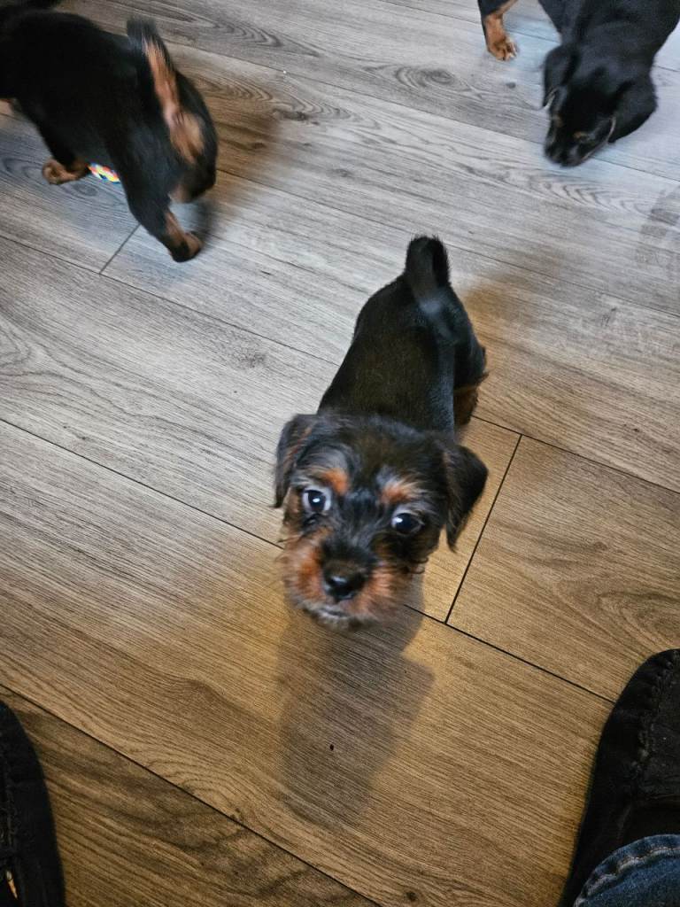 Female pup ready to leave