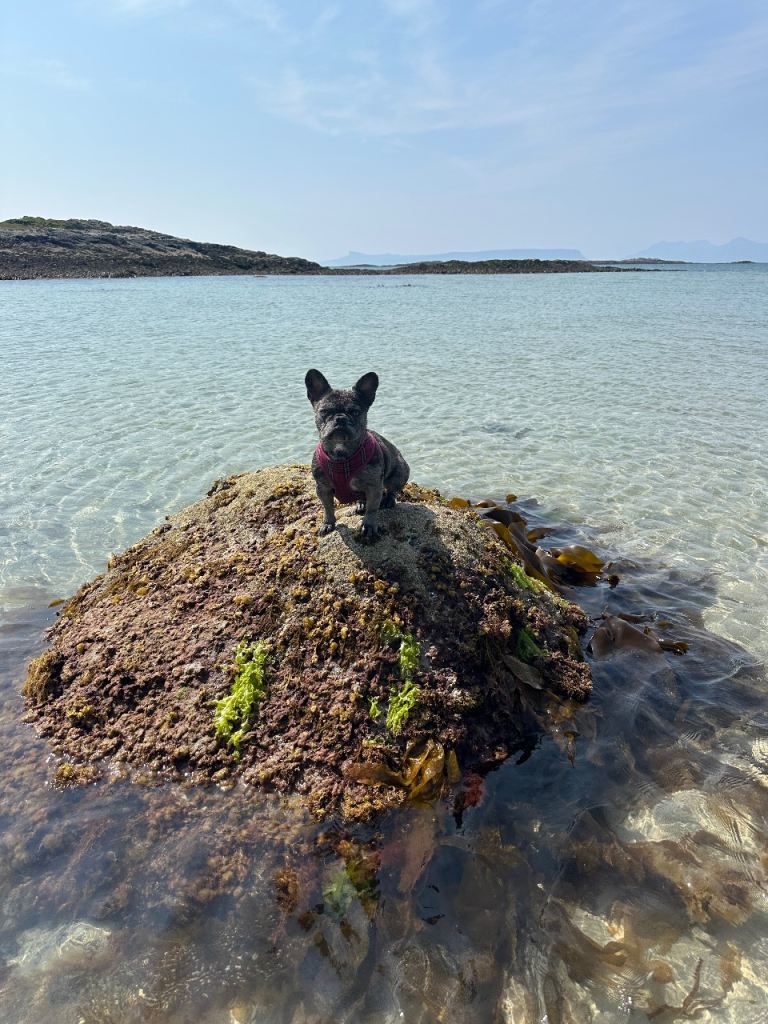 Rehoming french bulldog details in description