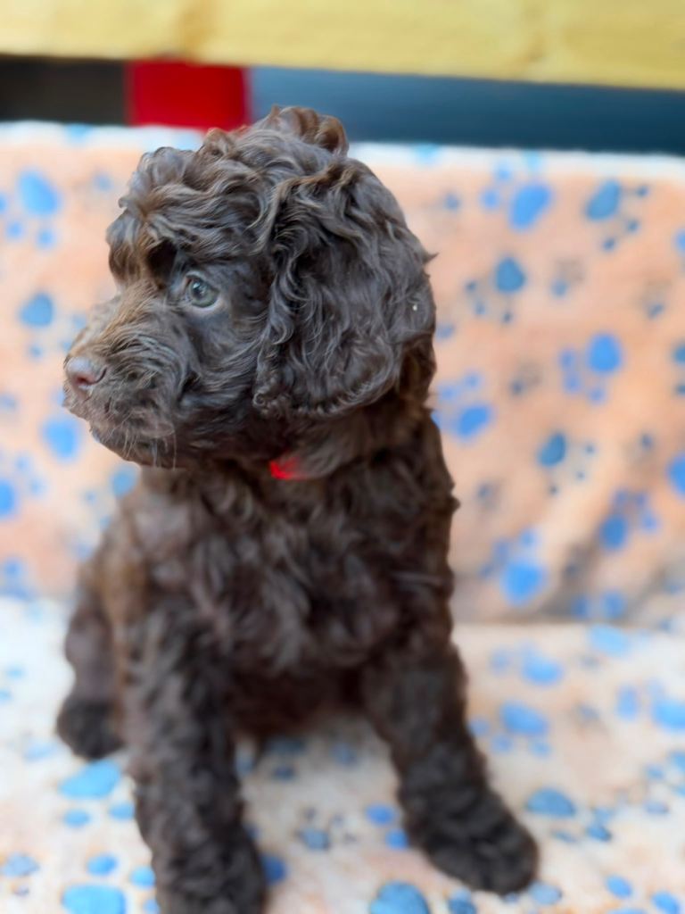 ✨Ready now ✨ F1B Cockapoo Puppies 5 left 