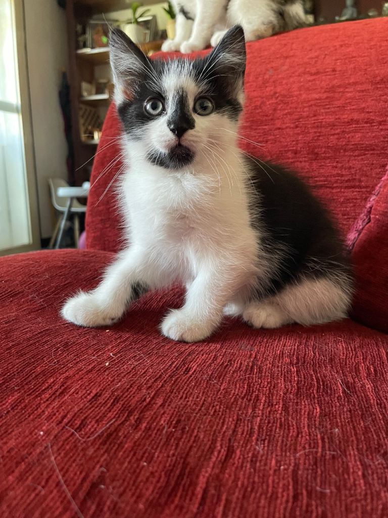 Beautiful kitten