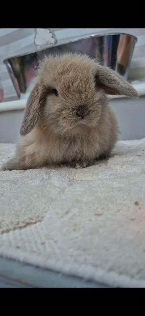 Mini lops ready now 