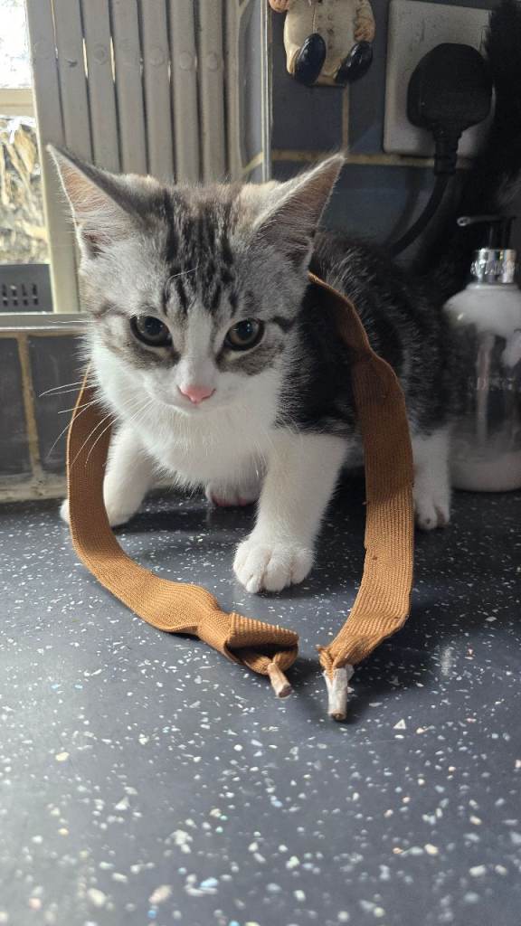 8 weeks mixed short hair british 