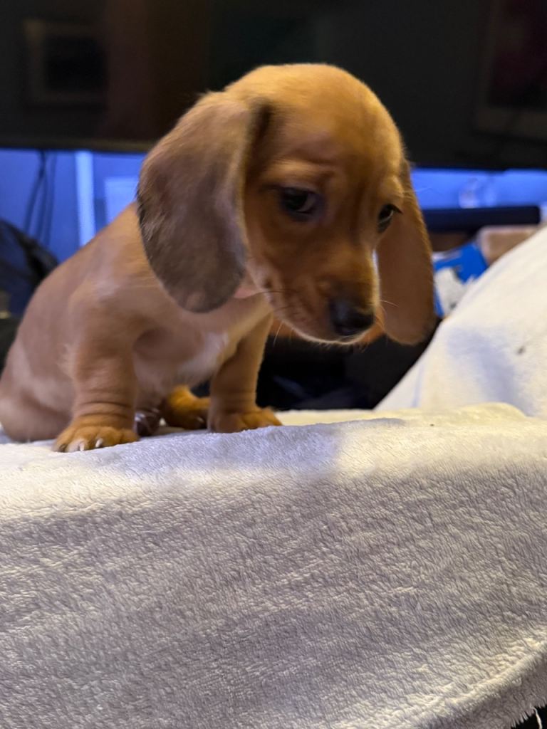 Ready now! Miniature dachshund 