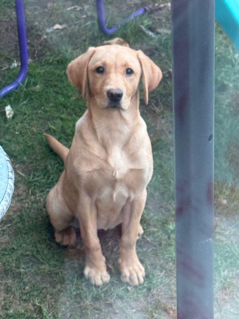 Labrador Retriever Honey For Sale