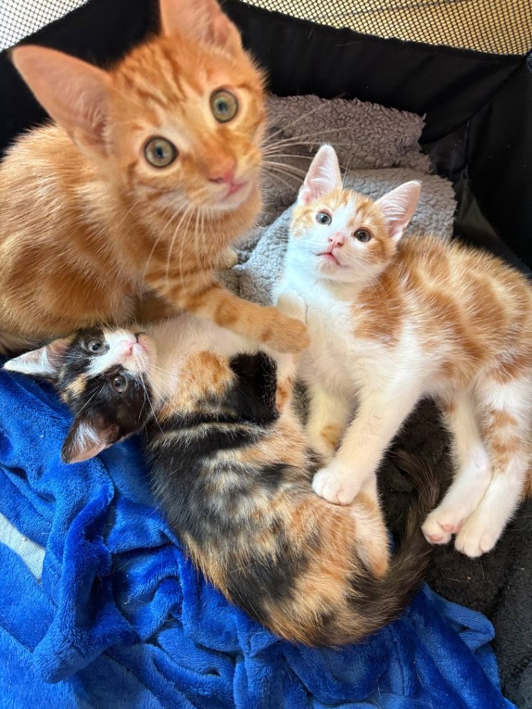 Kittens 