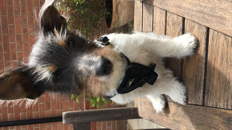 Ladies' and Men's Bikes for sale