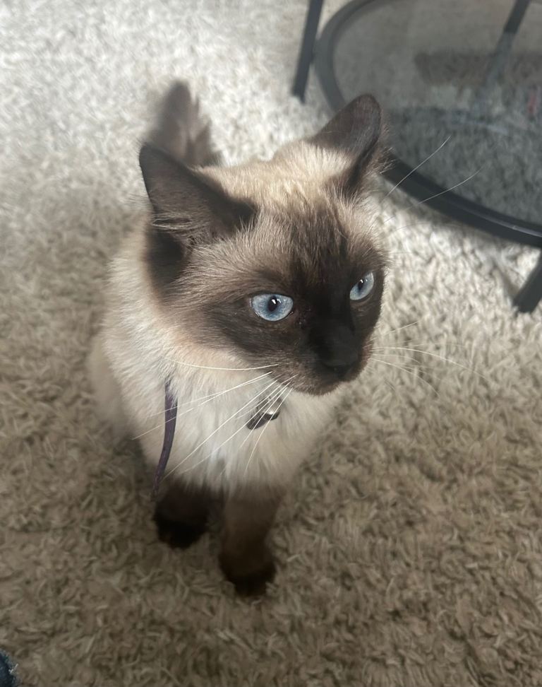 Ragdoll female cat 