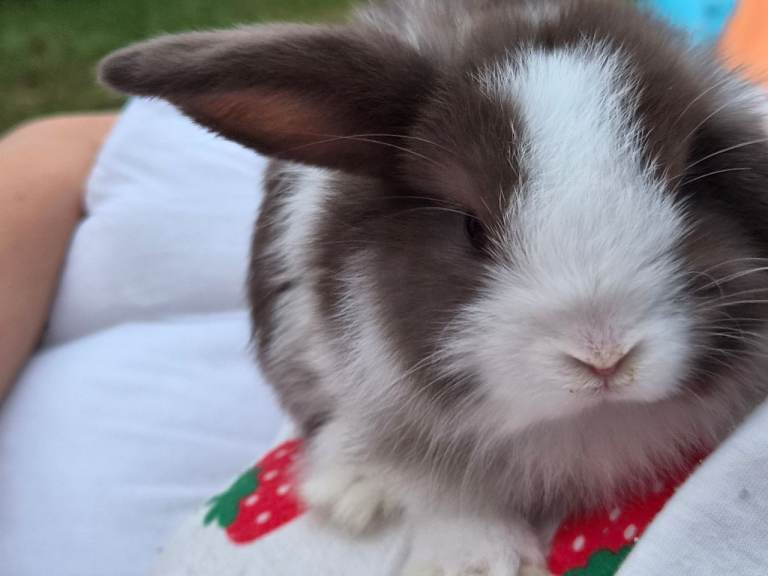 Baby rabbits 