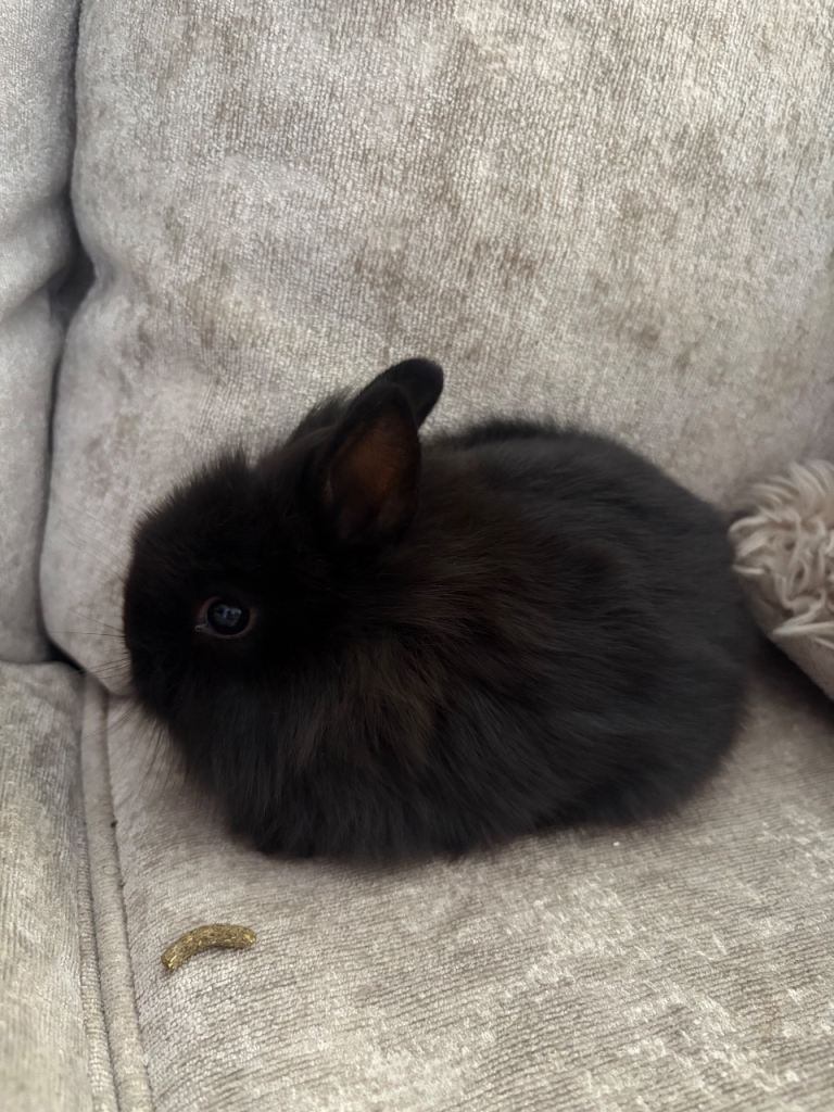 Baby Netherland dwarf/lion head dwarf