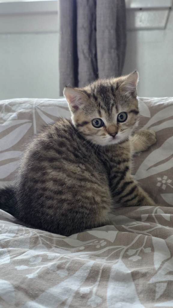 British Shorthair kittens! 2 Left! 