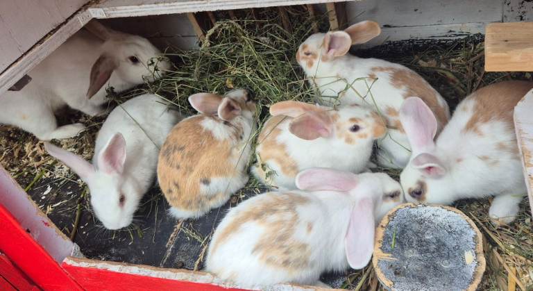 6 lovely mixed breed junior rabbits 