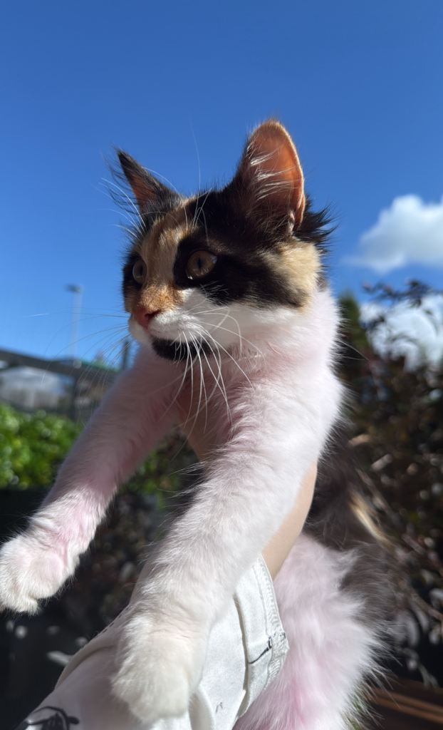 beautiful 8 month old kitten