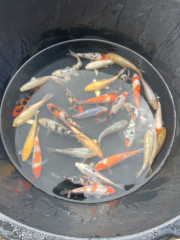 Koi for sale
