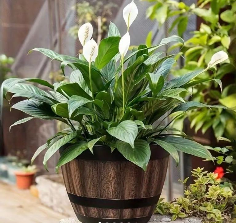 TerraNest Vintage Whiskey Barrel Style Plant Pots 10L - Brand New (Forest Gate E7)