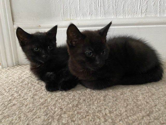 Black kittens for sale (ready now!)