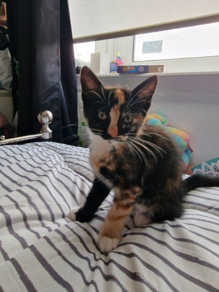 Beautiful kittens ready for new homes now 