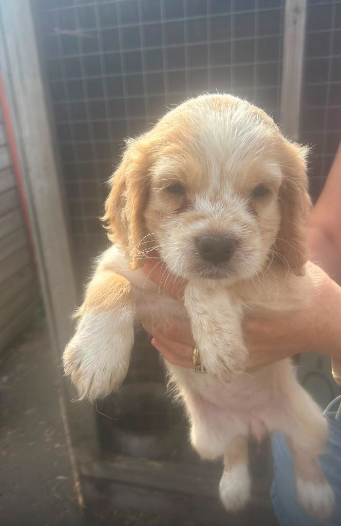 Cocker spaniel puppies 