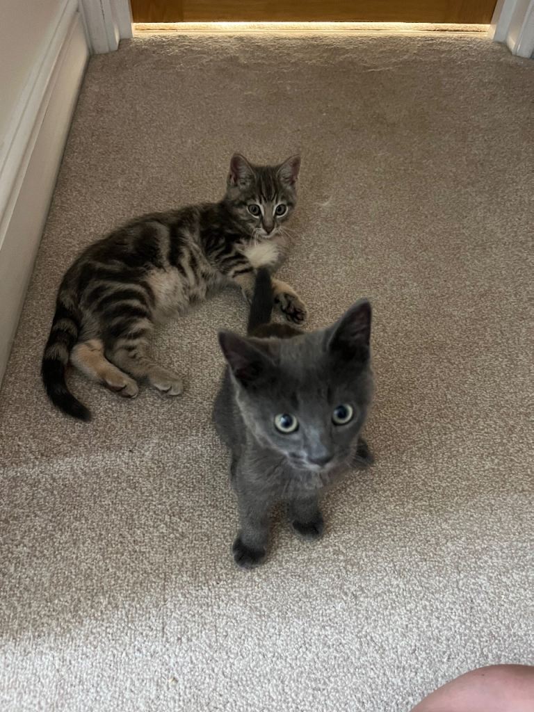 Kittens for sale 