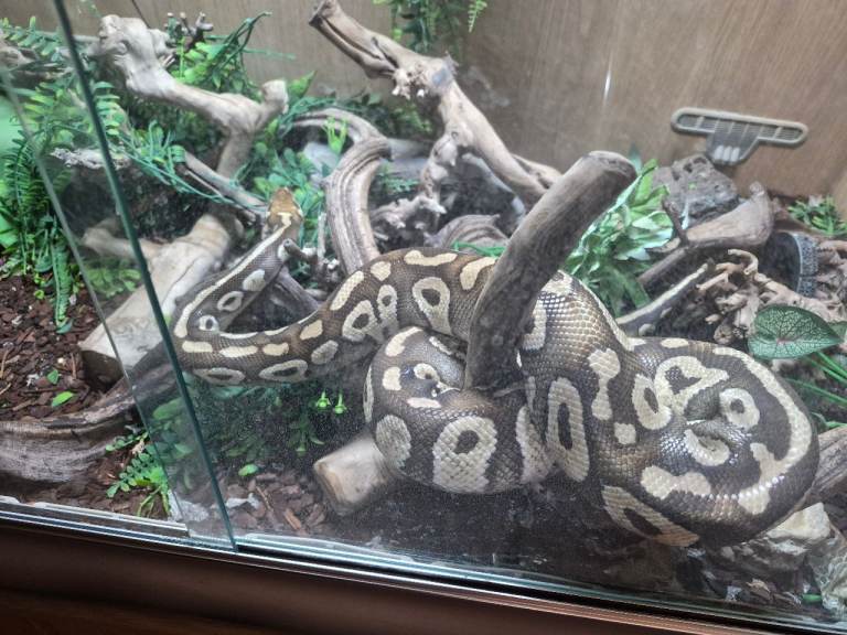 Female royal python and viv