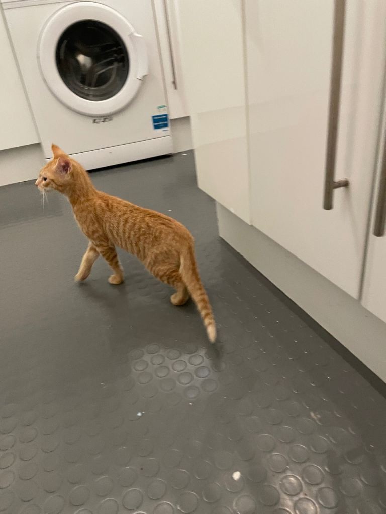 Kitten Advert (Boys – Rehomed Together)