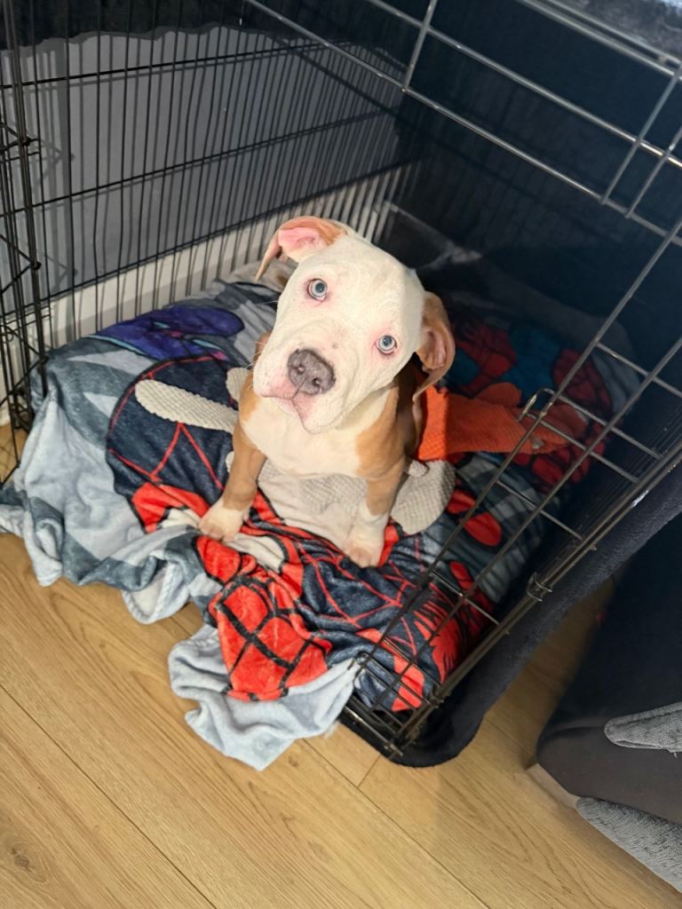 American Bulldog