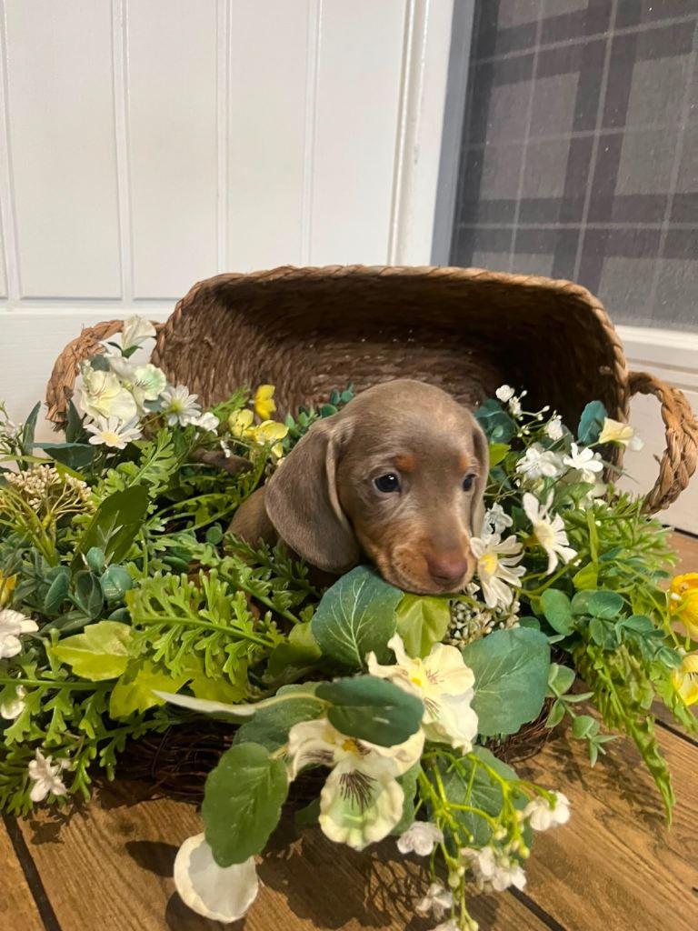 MINIATURE DACHSHUND PUPPIES  