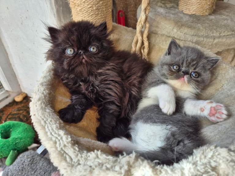 Exotic shorthair kittens