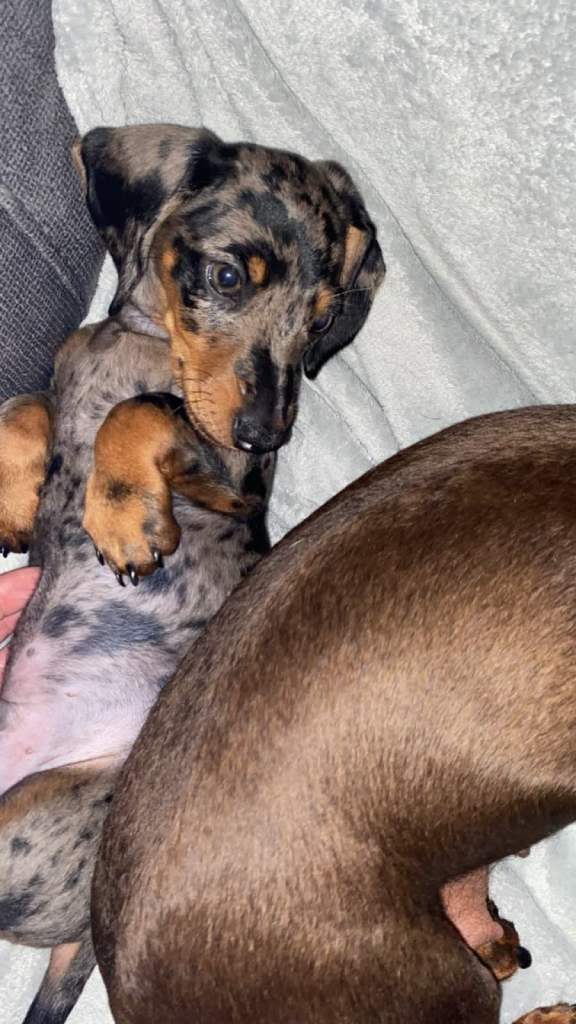 Mini dachshund boy