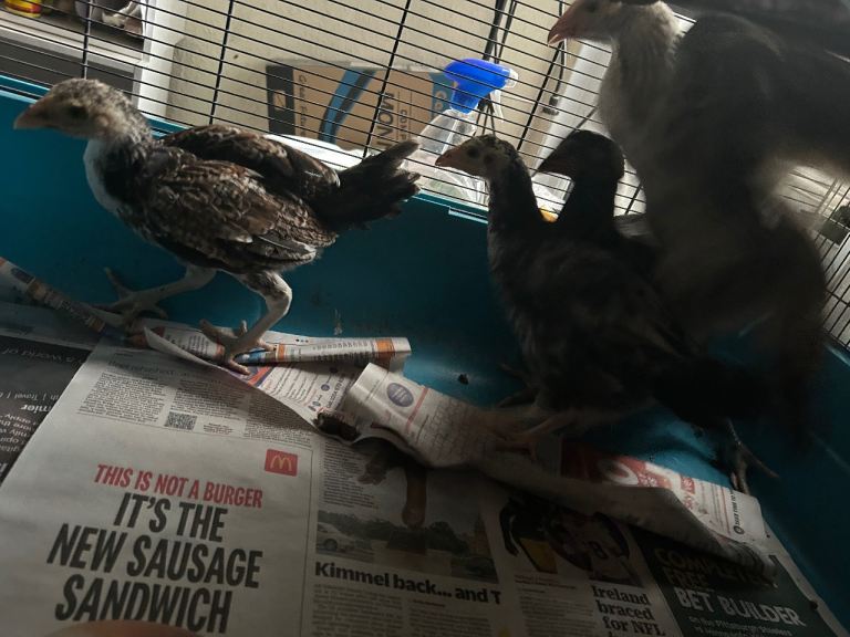 Aseel Rooster, hens and Pullets for sale