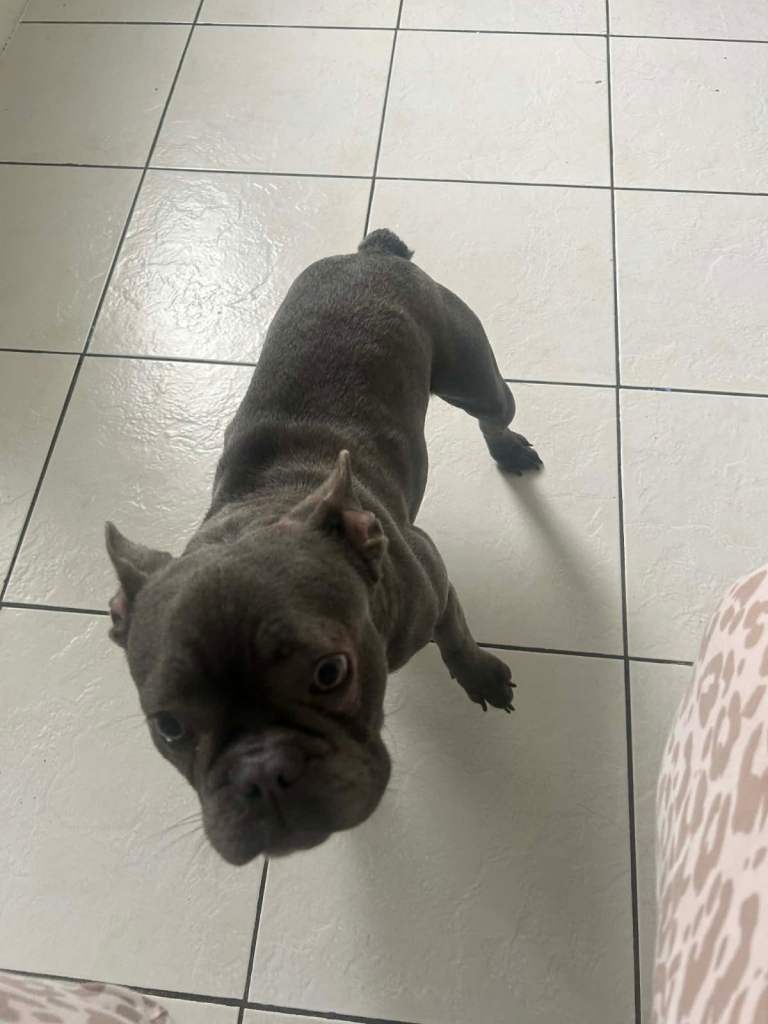 Female French bulldog