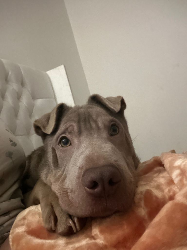 5 months SHARPEI X BULL ASAPP!!